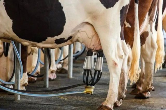 Brezilya Hükümeti Süt Sektörüne Yeni Destek Paketi Açıkladı