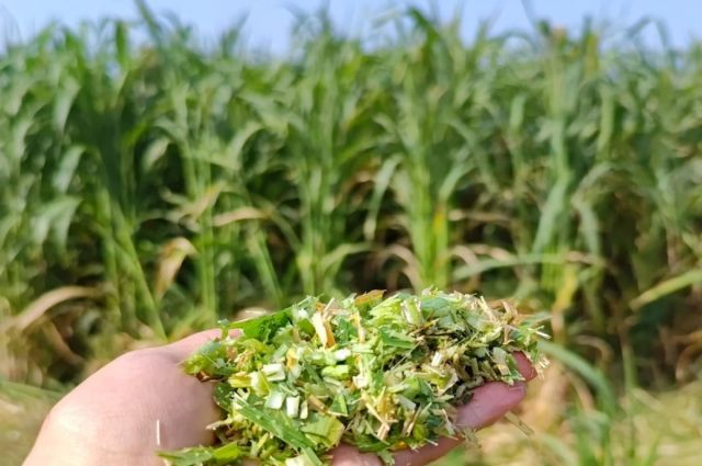 Bursa İl Tarım Müdürlüğü %75 Hibeli Tohum Desteği Verecek