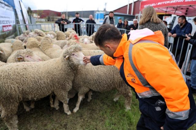 Büyükşehir’den Üreticilere Yüzde 50 Hibeli Koç Desteği