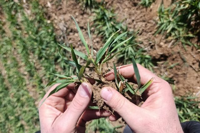 Çiftçiler dikkat: Konya'da buğday ve arpa için kritik uyarı