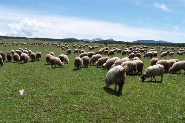 Çiftçiye 1,35 Milyar TL Tarımsal Destek Ödemesi Hesaplarda