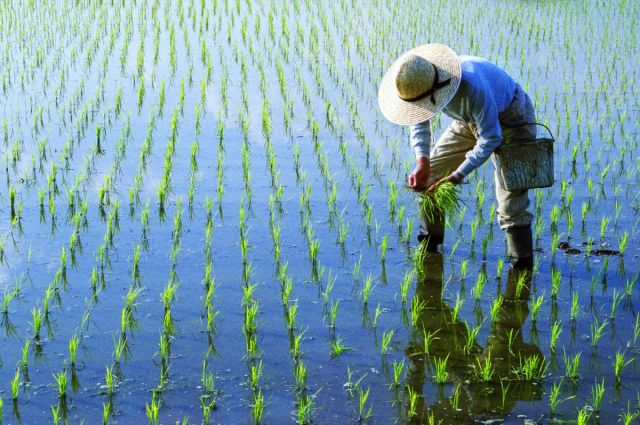 Çin gübre ihracatına sınırlama getirdi
