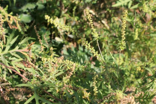 Cornell Üniversitesi gen sürücüsü araştırmasını açıkladı