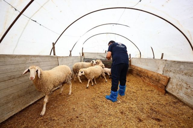 Denizli Büyükşehir Damızlık Hayvan Desteğini Sürdürüyor