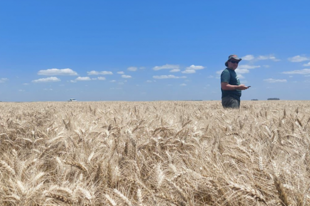 Doğru Besleme Buğday Verimini 100 Dolar Artırıyor