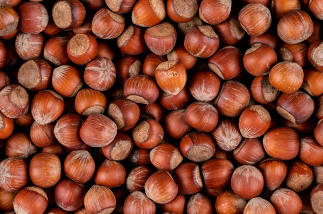 Düzce'de Fındık Fiyatlarında Belirsizlik