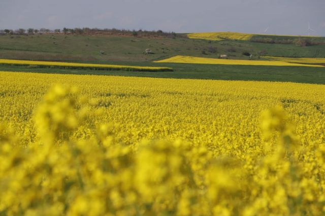 Edirne’de Kanola Verimi 341 Kilograma Yükseldi