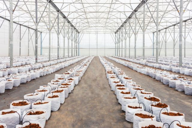 Ekomaxi: Seralarda Yağmur Hasadı Su Tasarrufu Sağlıyor