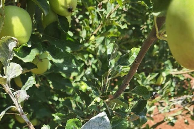 Elma Üreticilerine Külleme Hastalığı İçin Kritik Uyarı