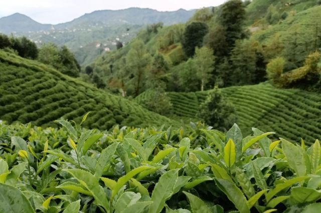 Erdoğan: Yaş Çay Fiyatı 34-35 TL Olmalı