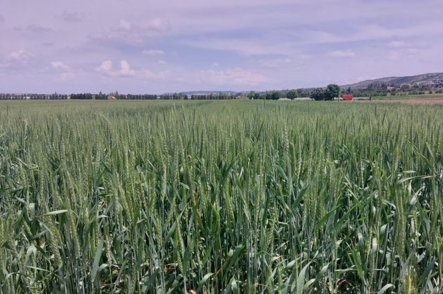 ETİ’den Kanatlı Buğdayı üretimi Eskişehir’de başladı