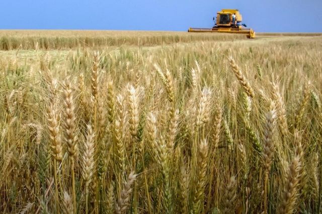 FAO: Buğday ve mısır fiyatları yükseldi