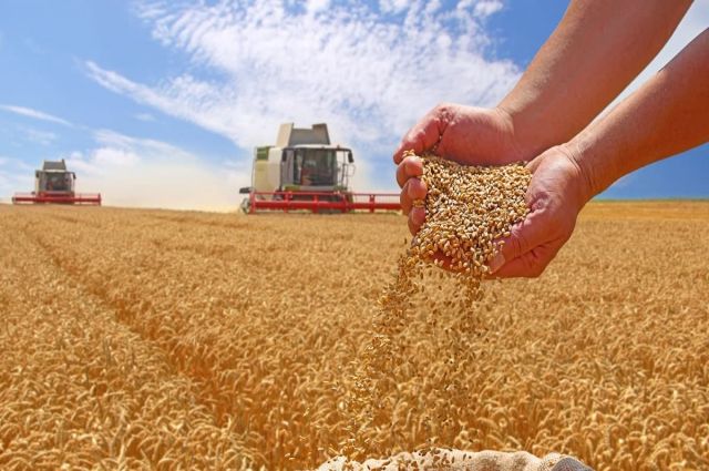 FAO: Küresel tahıl üretimi 3 milyar tonu aştı