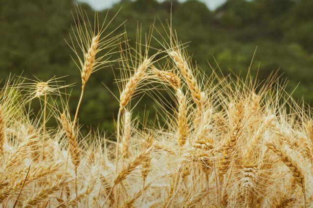 FAS: Avustralya Buğday Üretimi 29 Milyon Tona Düşecek