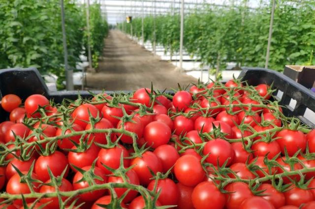 Fas’ta ihracat kısıtlandı, domates fiyatı geriledi