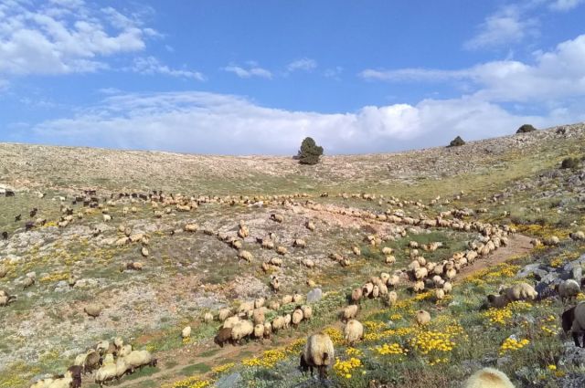Gaziantep’te Besili Toklu Fiyatı 275 TL’ye Ulaştı