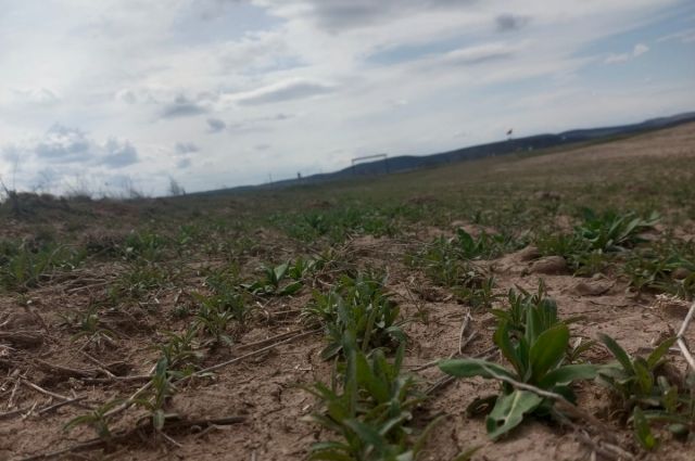 Geleceğin Yakıtı Konya Topraklarında Yükseliyor!