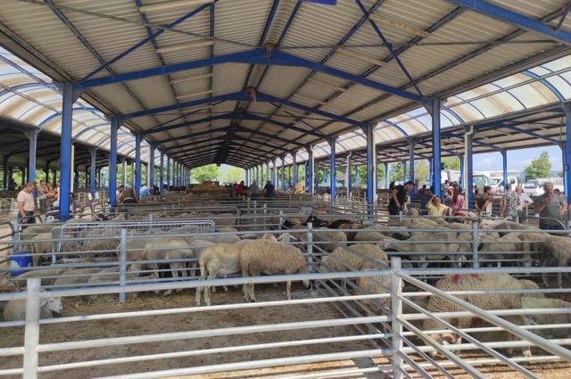 Gönen Hayvan Pazarı şap nedeniyle kapatıldı