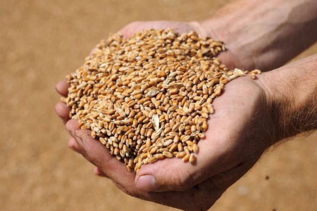 Gürcistan’da buğday üretimi 143,7 bin tona geriledi