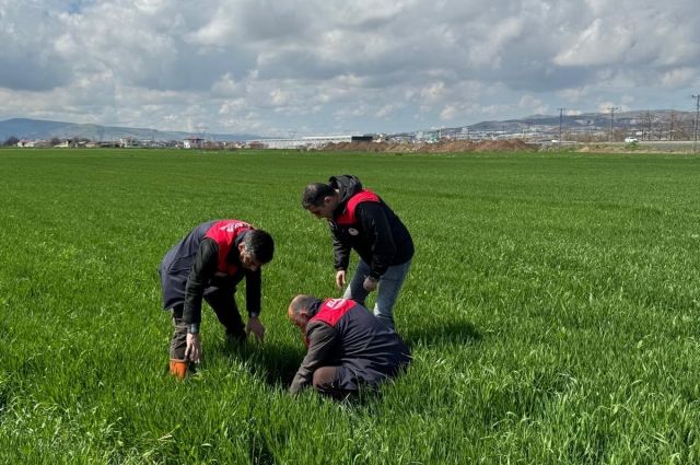 İl Tarım Müdürlüğü Hububatta Hastalık Riskine Karşı Uyardı