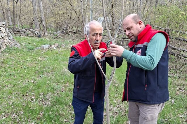 İspir'de dut kabuklu biti ile mücadelede %98 başarı sağlandı