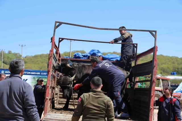 Kandıra’da damızlık manda dağıtımı yapıldı