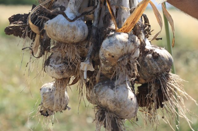 Kastamonu’nun dünyaca ünlü lezzeti! Dünya pazarında