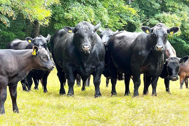 Kostanay Tarım Kredi Kurumu damızlık hayvan kredisi başlattı