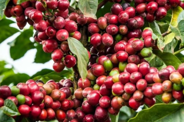 Küresel kahve üretimi 10,8 milyon tona çıkacak