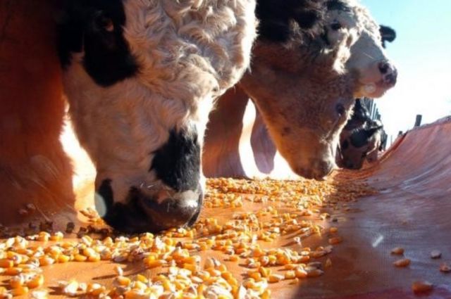 Küresel Mısır Pazarında Arjantin Fırtınası Esiyor!