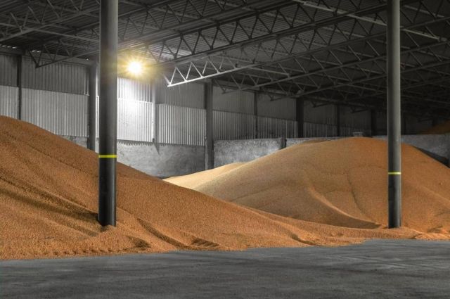 Küresel piyasada buğday fiyatları: Rusya'da yükseliş sürüyor