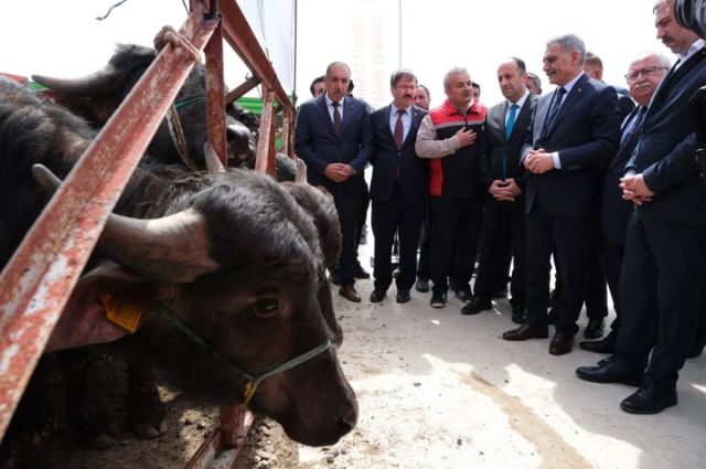 Manda Islah Projesi kapsamında damızlık boğalar yetiştiricilere dağıtıldı