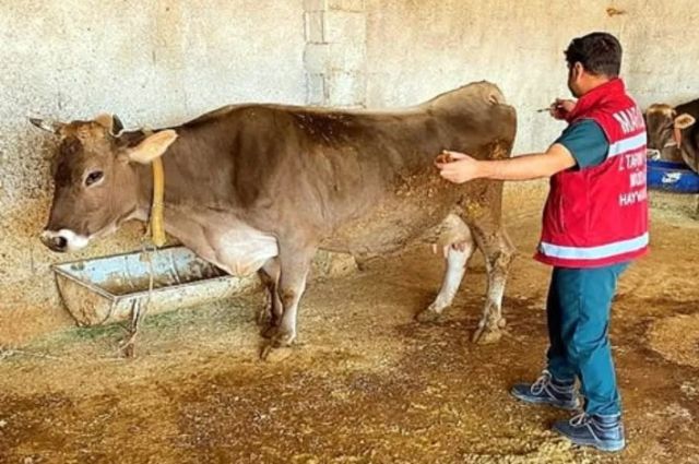Mardin’de Şap Aşılama Oranı Yüzde 72’ye Ulaştı