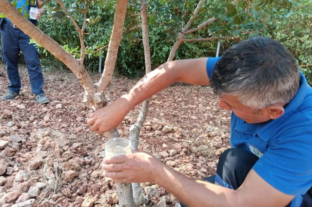 Muğla Büyükşehir sakız üretimi için deneme bahçesi kurdu