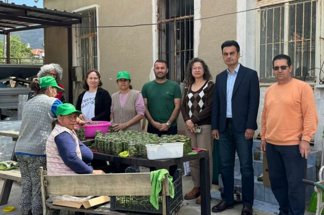 Muğla’da çağla turşusu üretimi ekonomiye katkı sağladı