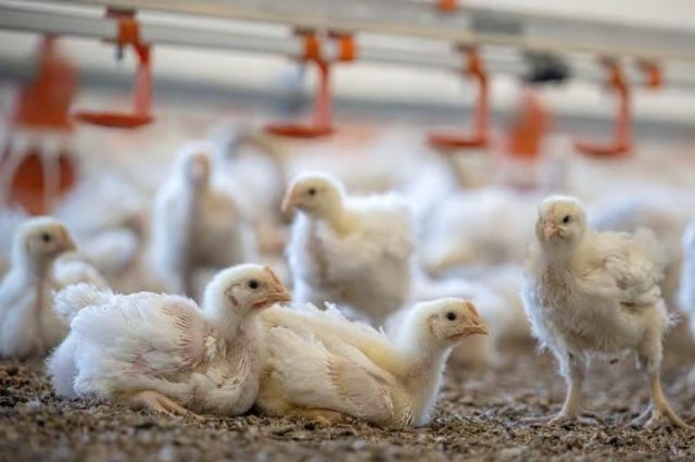 Nepal’de kuş gribi yayılıyor, yumurta fiyatları arttı