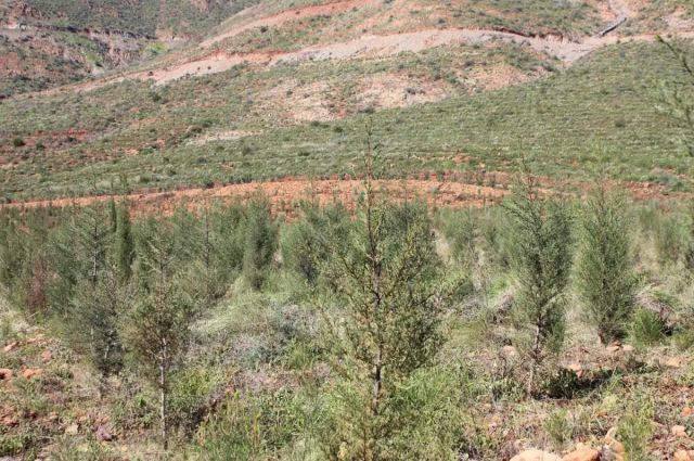 OGM: Çorum’da Kaçak Yapılar Kontrol Altına Alındı