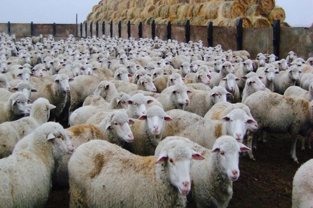 Osman Türkman: Toklu Fiyatları 270 TL’ye Ulaştı