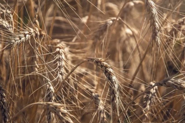 Pakistan’da buğday üretimi düşüşte, ithalat artabilir