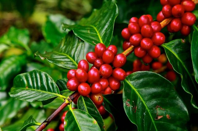 Rabobank: Arabika alanlarının %20’si risk altında