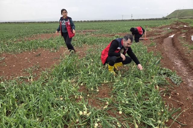 Reyhanlı Tarım Müdürlüğü: Afet Hasar Tespiti Sürüyor