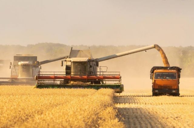 Rosstat: Rusya’da Buğday Fiyatı Yıllık %18,3 Düştü