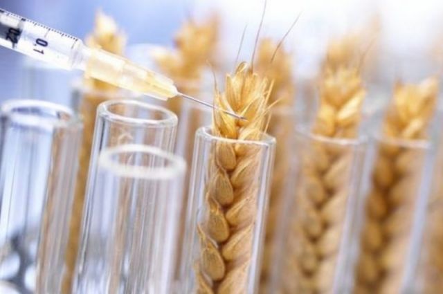 Rothamsted Araştırmacıları Kanserojen Riskini Azaltan Buğday Geliştirdi