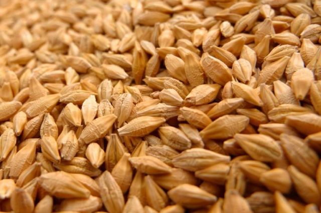 Rusya Tarım Bakanlığı arpa ve mısır ihracat vergisini sıfırladı