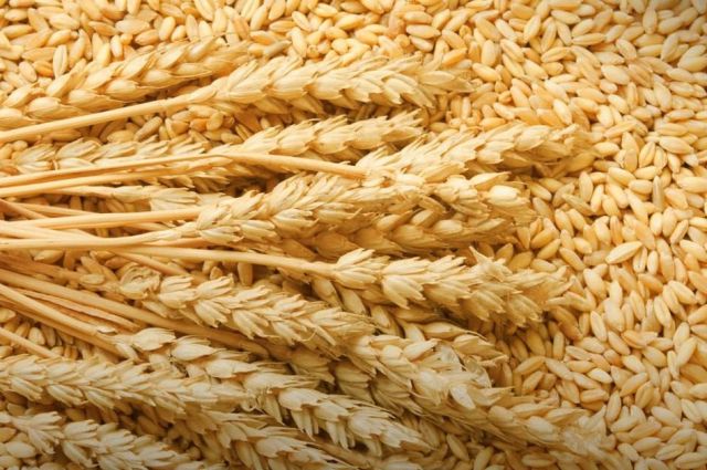 Rusya Tarım Bakanlığı: Buğday vergisi sıfırlanacak