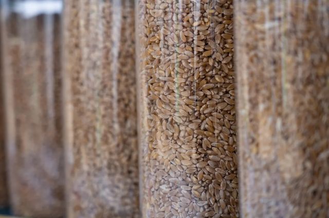 Rusya Tarım Bakanlığı: Tahıl ihracat vergileri değişti