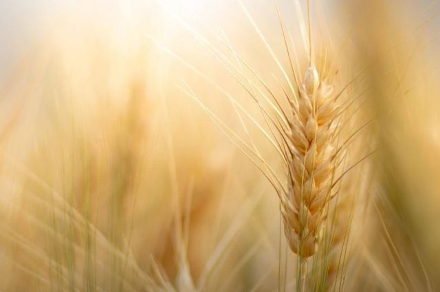 Rusya’da buğday, arpa ve mısırda vergi sıfır uygulanacak