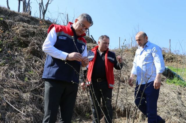Samsun İl Tarım Müdürü Yılmaz Terme'de Fındık Bahçelerini İnceledi
