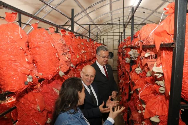 Samsun’da istiridye mantarı ve kurutma tesisi incelendi