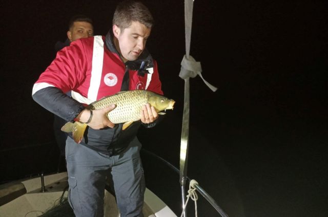 Samsun’da kaçak ağda yakalanan sazanlar suya bırakıldı